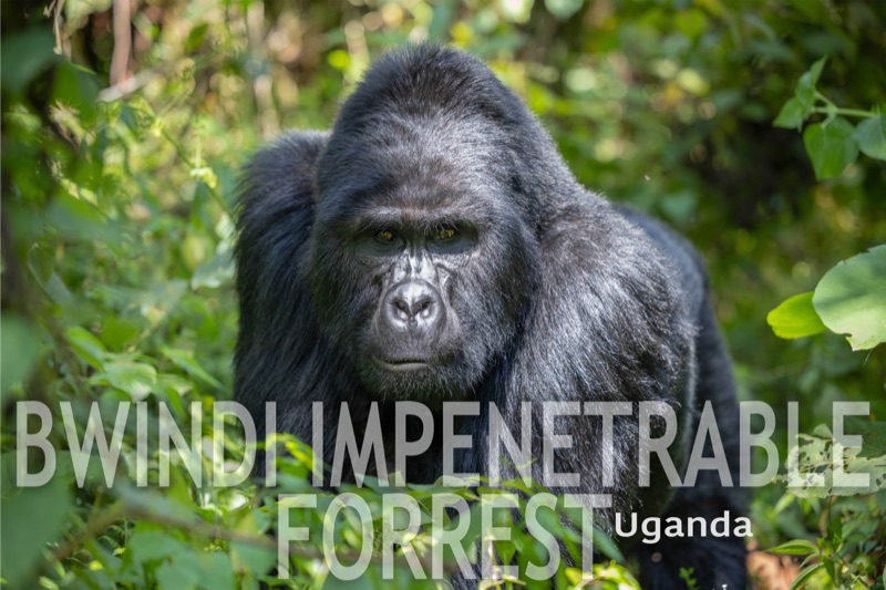 Bwindi Impenetrable Forrest