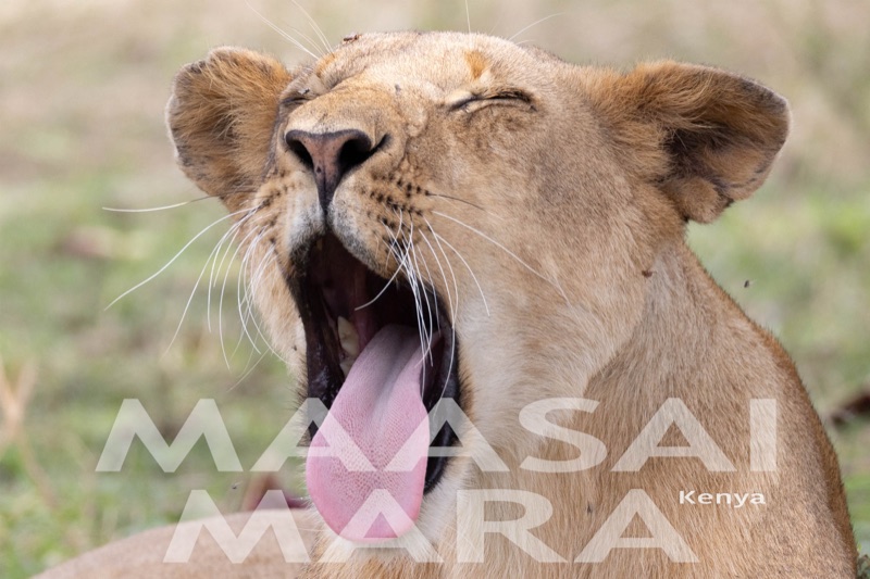 Maasai Mara