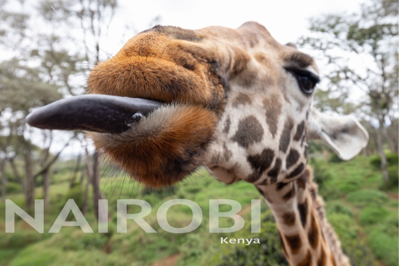 Nairobi