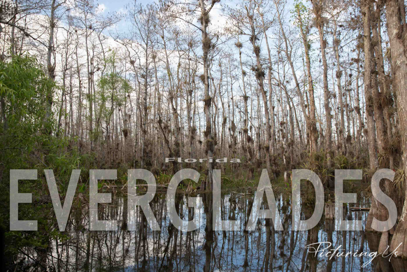 Everglades